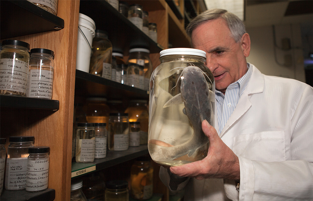 Dr. Tom Buchanan examines a catfish inside a UAFS lab storeroom