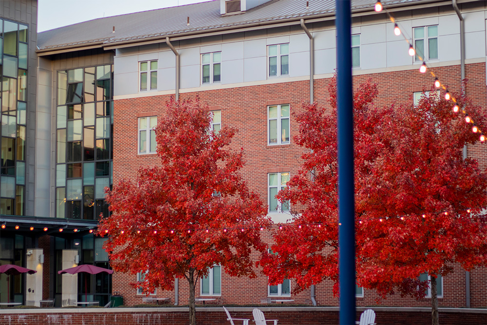 The UAFS Lion's Den dorm sits in the background. Two trees with red fall colors from the Lion's Den Courtyard sit at dusk as courtyard string lights are on.
