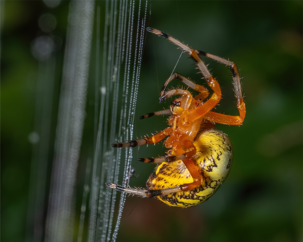A side view portrait of a marbled orb weaver spider building its web.
